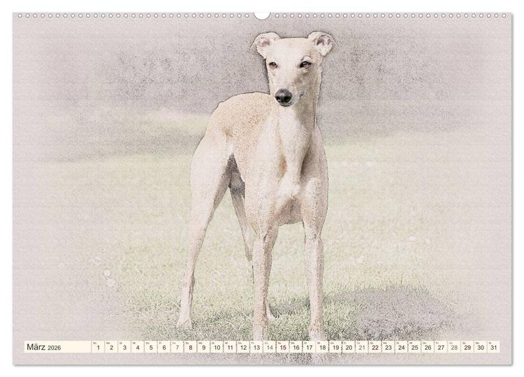 Produktbild: Whippet 2026 (Wandkalender 2026 DIN A2 quer), CALVENDO Monatskalender