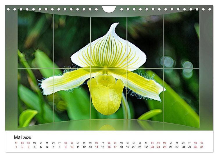 Produktbild: Orchideen Bildergalerie (Wandkalender 2026 DIN A4 quer), CALVENDO Monatskalender