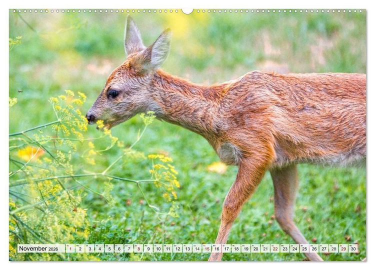 Produktbild: Rehe - Sanfte Waldbewohner (hochwertiger Premium Wandkalender 2026 DIN A2 quer), Kunstdruck in Hochglanz