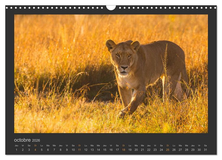 Produktbild: Lions &ndash; Photographies de la faune (Calendrier mural 2026 DIN A3 vertical), CALVENDO calendrier mensuel