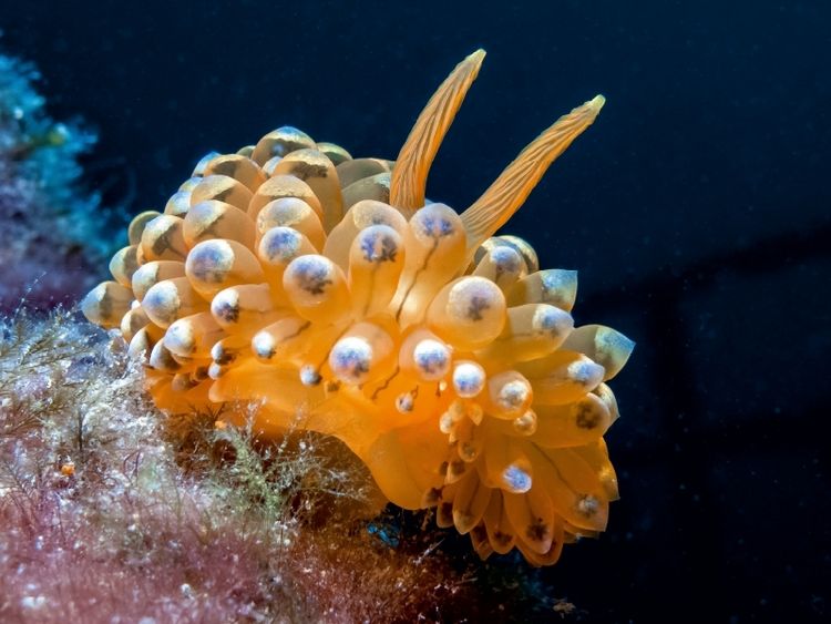 Produktbild: CALVENDO Puzzle Nacktschnecke im Mittelmeer | 1000 Teile Lege-Gr&ouml;&szlig;e 64x48cm Foto-Puzzle f&uuml;r gl&uuml;ckliche Stunden