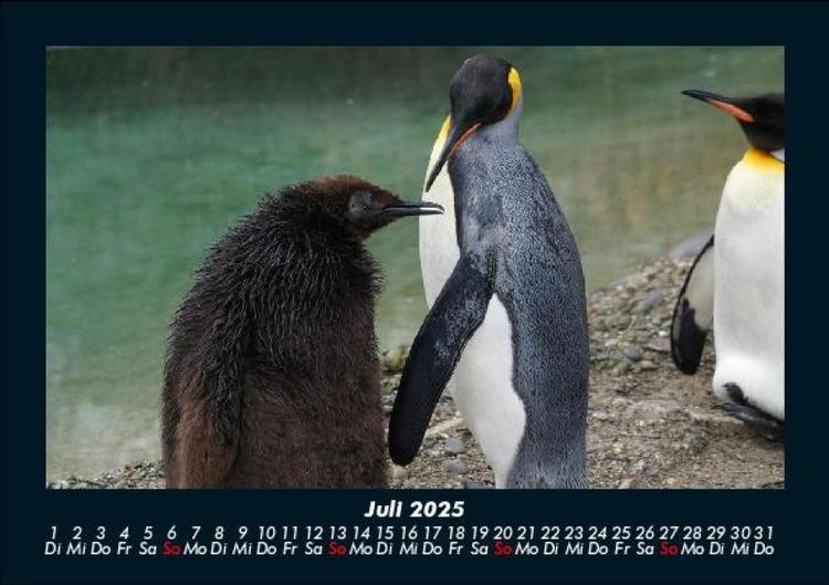 Produktbild: Tierkalender 2025 Fotokalender DIN A5