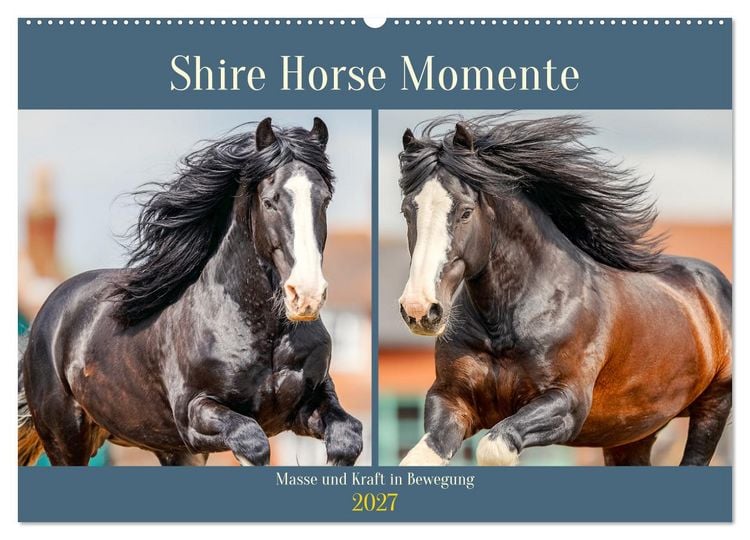 Produktbild: Shire Horse Momente. Masse und Kraft in Bewegung (Wandkalender 2027 DIN A2 quer), CALVENDO Monatskalender