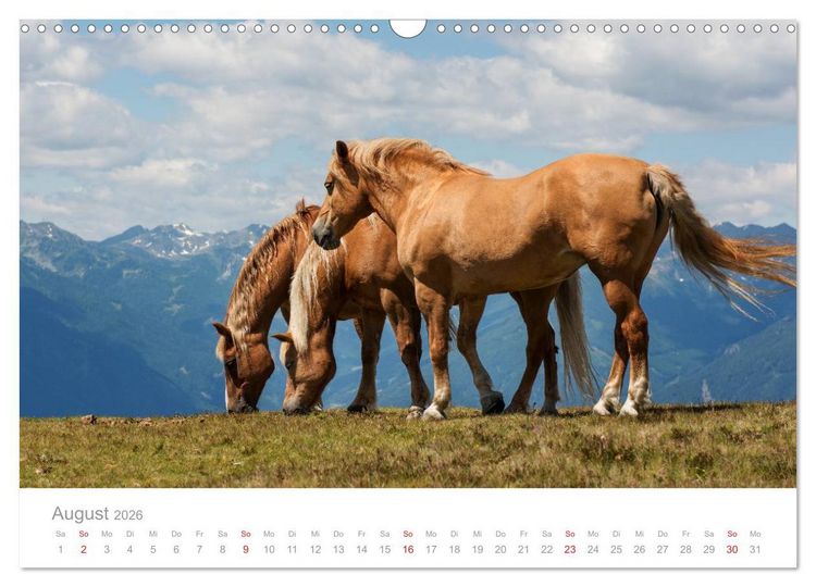 Produktbild: Pferde - Hobby und Leidenschaft (Wandkalender 2026 DIN A3 quer), CALVENDO Monatskalender