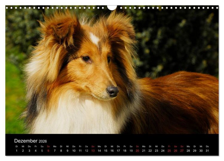 Produktbild: Sheltie 2026 (Wandkalender 2026 DIN A3 quer), CALVENDO Monatskalender