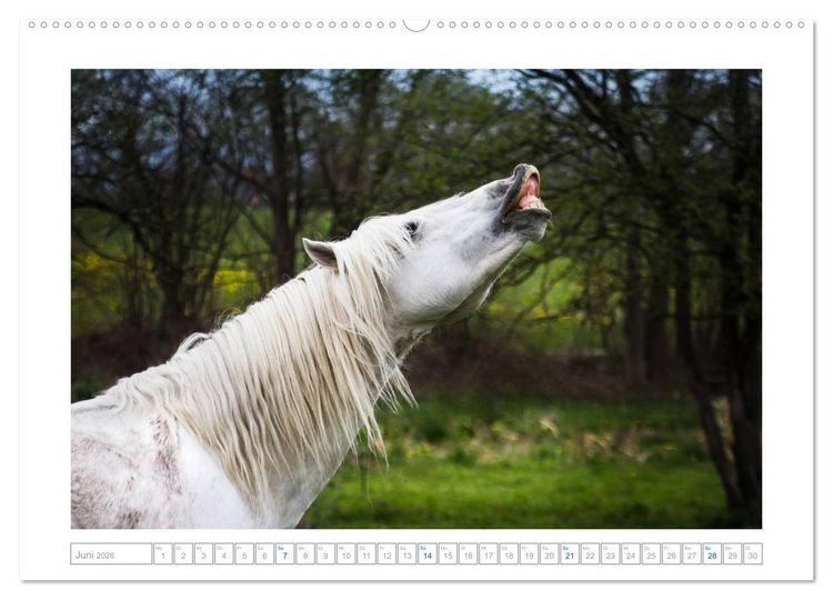 Produktbild: Wei&szlig;e Pferde der Camargue in Bayern (hochwertiger Premium Wandkalender 2026 DIN A2 quer), Kunstdruck in Hochglanz