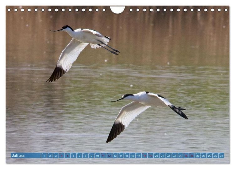 Produktbild: V&ouml;gel der Algarve (Wandkalender 2026 DIN A4 quer), CALVENDO Monatskalender