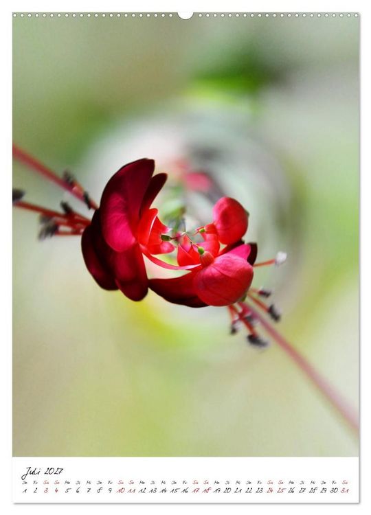 Produktbild: Durchschnittlich - Verzauberte Flora (Wandkalender 2027 DIN A2 hoch), CALVENDO Monatskalender