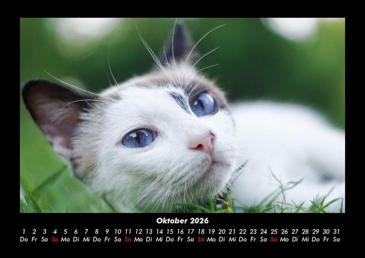 Produktbild: F&uuml;r Katzenfreunde 2026 Fotokalender DIN A3