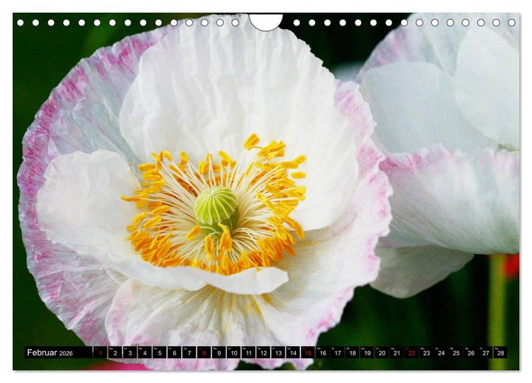 Produktbild: Mohnbl&uuml;ten-Portr&auml;ts (Wandkalender 2026 DIN A4 quer), CALVENDO Monatskalender
