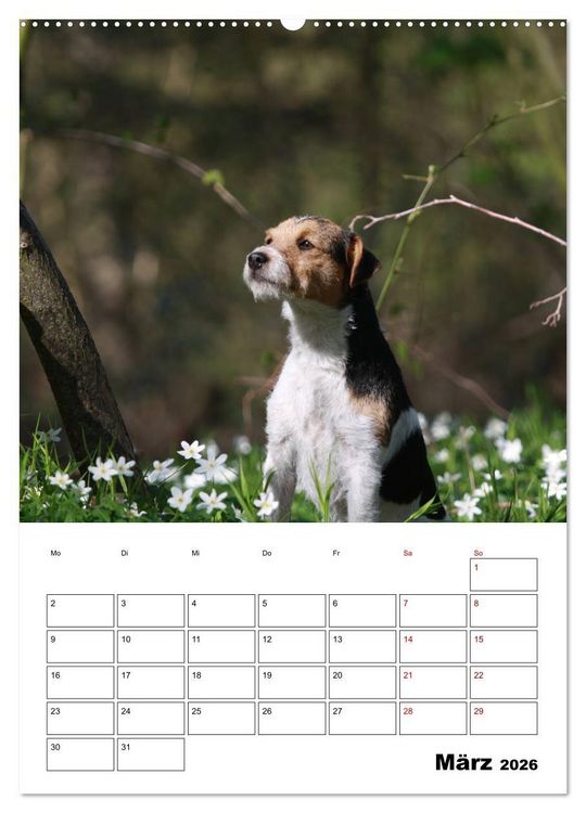 Produktbild: Tender Fellows - Parson Russell Terrier (Wandkalender 2026 DIN A2 hoch), CALVENDO Monatskalender
