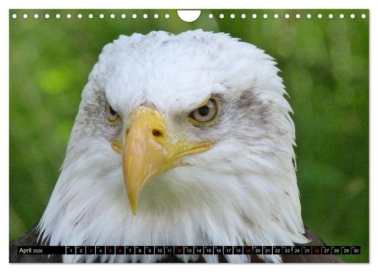 Produktbild: Greifv&ouml;gel (Wandkalender 2026 DIN A4 quer), CALVENDO Monatskalender