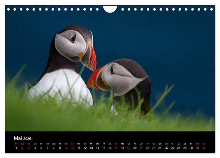 Produktbild: Welt der Papageitaucher (Wandkalender 2026 DIN A4 quer), CALVENDO Monatskalender