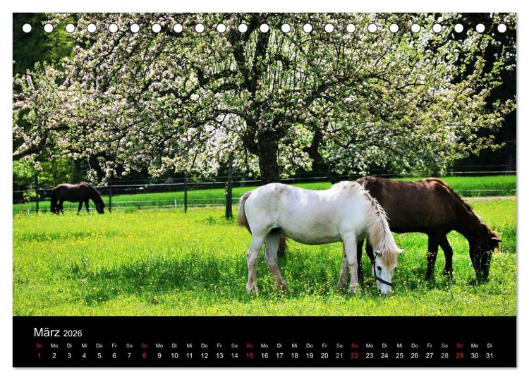 Produktbild: Faszination Pferde (Tischkalender 2026 DIN A5 quer), CALVENDO Monatskalender