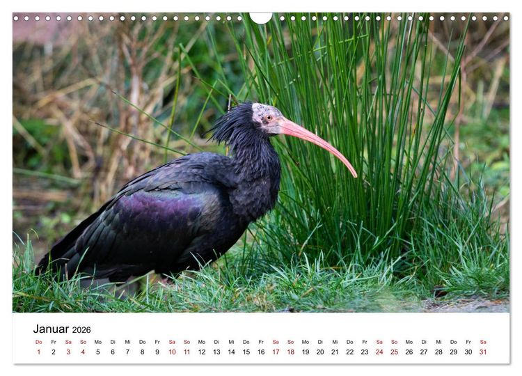Produktbild: Der Waldrapp - Ein skurriler Vogel (Wandkalender 2026 DIN A3 quer), CALVENDO Monatskalender