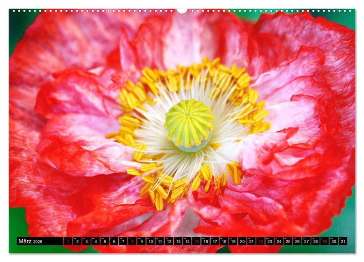 Produktbild: Mohnbl&uuml;ten-Portr&auml;ts (Wandkalender 2026 DIN A2 quer), CALVENDO Monatskalender