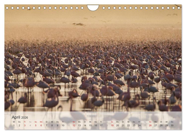 Produktbild: Flamingo Impressionen 2026 (Wandkalender 2026 DIN A4 quer), CALVENDO Monatskalender