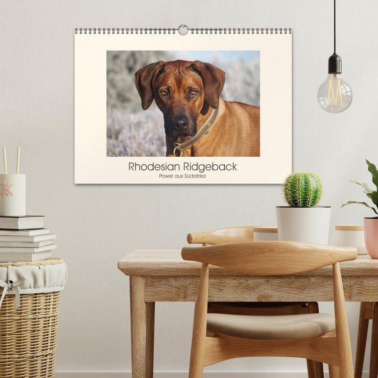 Produktbild: Rhodesian Ridgeback Power aus S&uuml;dafrika (Wandkalender 2026 DIN A3 quer), CALVENDO Monatskalender
