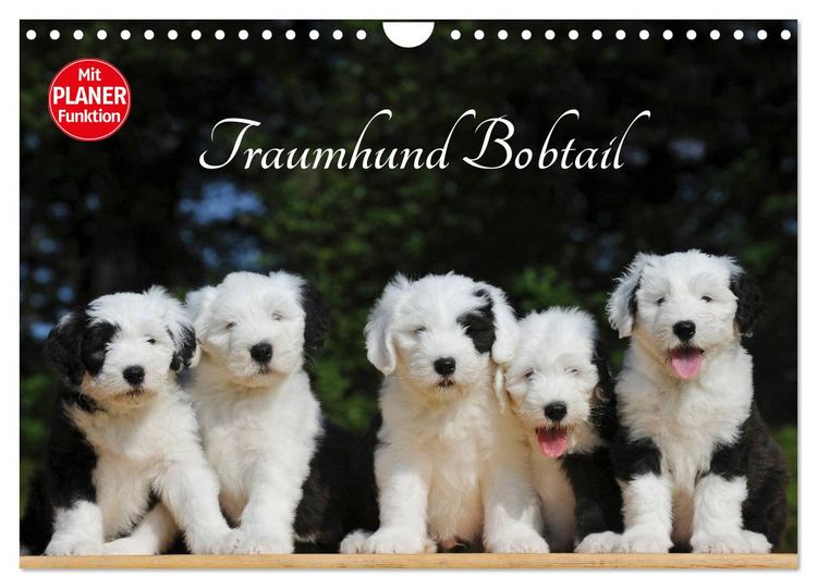 Produktbild: Traumhund Bobtail (Wandkalender 2026 DIN A4 quer), CALVENDO Monatskalender