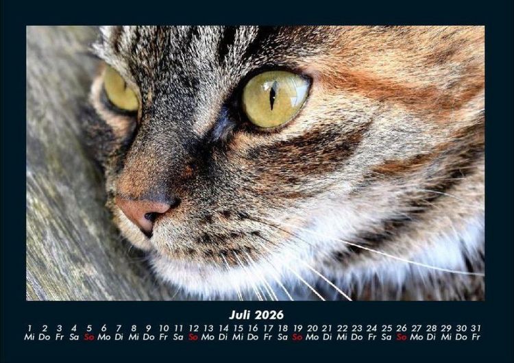 Produktbild: F&uuml;r Katzenfreunde 2026 Fotokalender DIN A4
