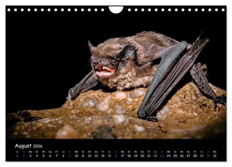 Produktbild: Flederm&auml;use - kleine Vampire (Wandkalender 2026 DIN A4 quer), CALVENDO Monatskalender