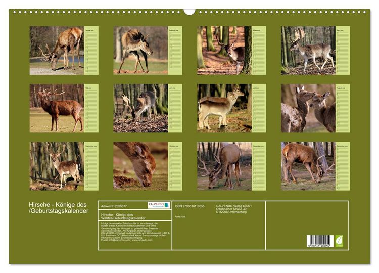 Produktbild: Hirsche - K&ouml;nige des Waldes/Geburtstagskalender (Wandkalender 2026 DIN A2 quer), CALVENDO Monatskalender
