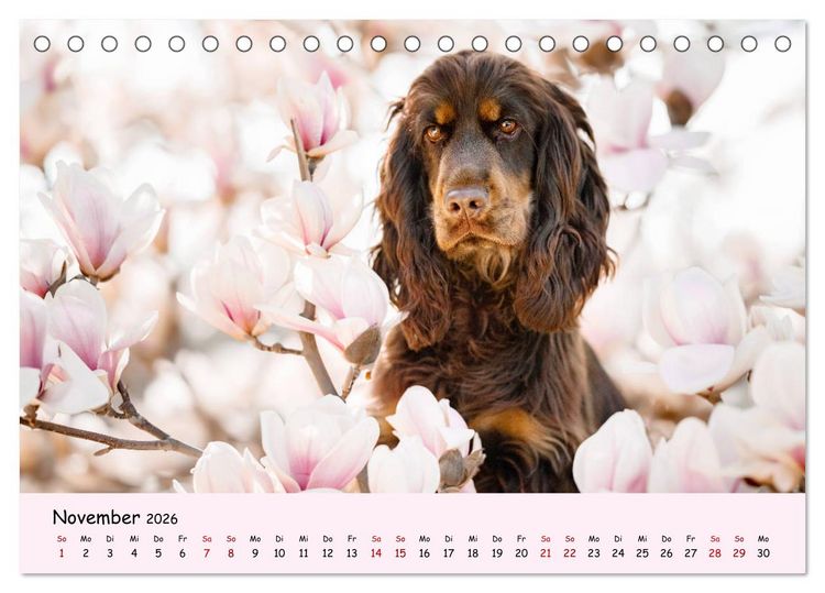 Produktbild: Elvis ein Engl. Cocker Spaniel wird Gro&szlig; (Tischkalender 2026 DIN A5 quer), CALVENDO Monatskalender