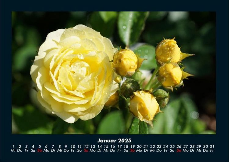 Produktbild: Blumenkalender 2025 Fotokalender DIN A4