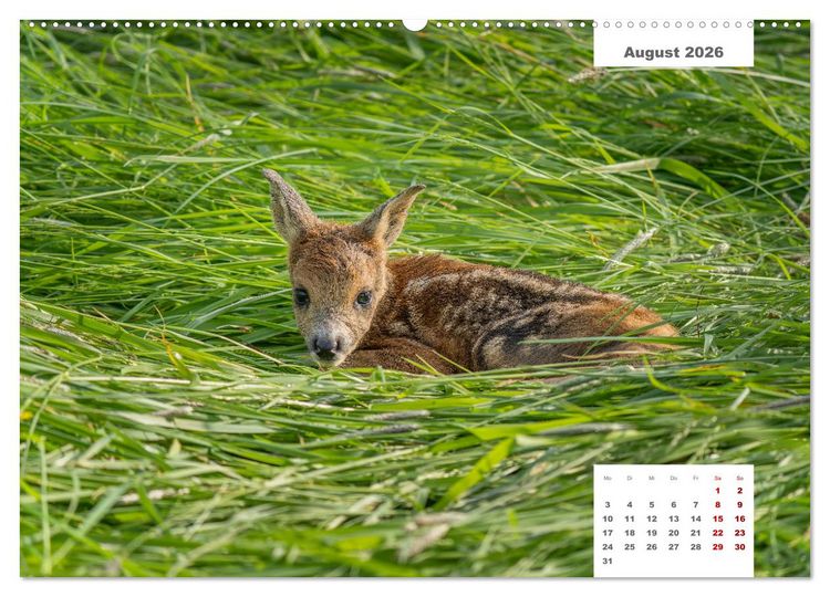 Produktbild: Zwei Tierfotografen Zw&ouml;lf Highlights (hochwertiger Premium Wandkalender 2026 DIN A2 quer), Kunstdruck in Hochglanz