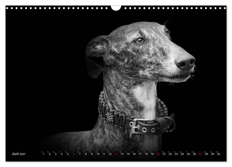 Produktbild: Galgo Espa&ntilde;ol - der spanische Windhund 2027 (Wandkalender 2027 DIN A3 quer), CALVENDO Monatskalender