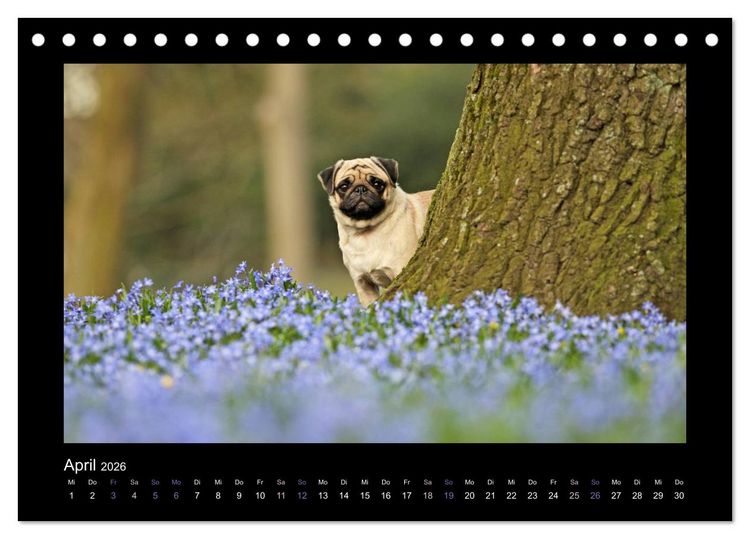 Produktbild: Der Feldfurchen-Mops (Tischkalender 2026 DIN A5 quer), CALVENDO Monatskalender