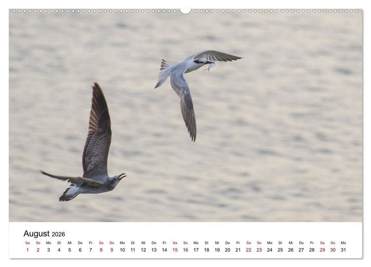 Produktbild: M&ouml;wen am Meer (hochwertiger Premium Wandkalender 2026 DIN A2 quer), Kunstdruck in Hochglanz