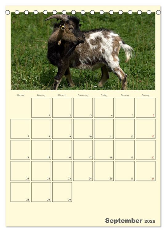 Produktbild: Zwergziegen (Tischkalender 2026 DIN A5 hoch), CALVENDO Monatskalender