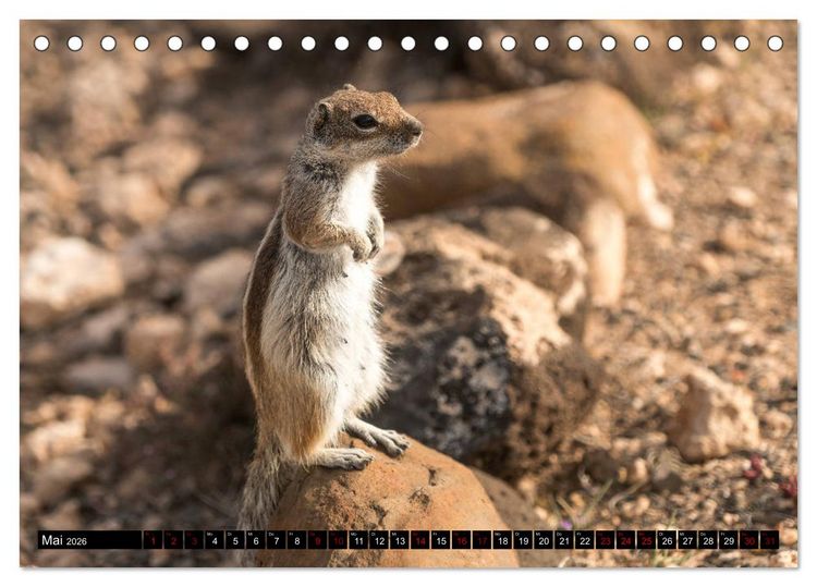 Produktbild: Fuerteventura (Tischkalender 2026 DIN A5 quer), CALVENDO Monatskalender