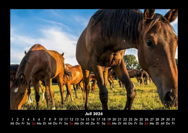 Produktbild: Pferdetraum 2026 Fotokalender DIN A3