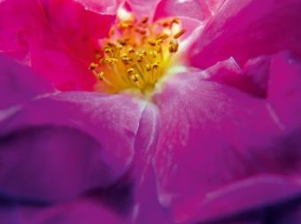 Produktbild: Ein Motiv aus dem Kalender FARBENHARMONIE Botanischer Garten Montreal (Puzzle)