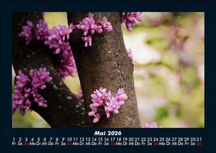 Produktbild: Blumentr&auml;ume 2026 Fotokalender DIN A5