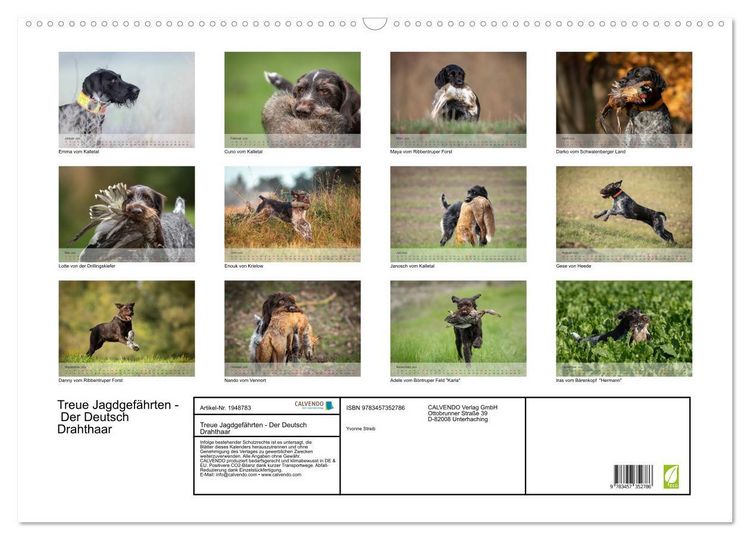 Produktbild: Treue Jagdgef&auml;hrten - Der Deutsch Drahthaar (Wandkalender 2026 DIN A2 quer), CALVENDO Monatskalender