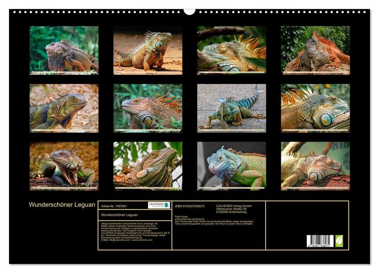 Produktbild: Wundersch&ouml;ner Leguan (Wandkalender 2026 DIN A2 quer), CALVENDO Monatskalender