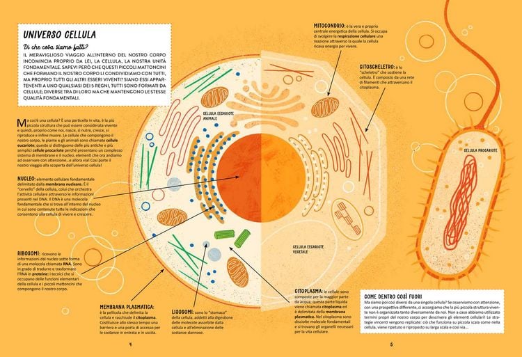 Produktbild: Atlas des K&ouml;rpers