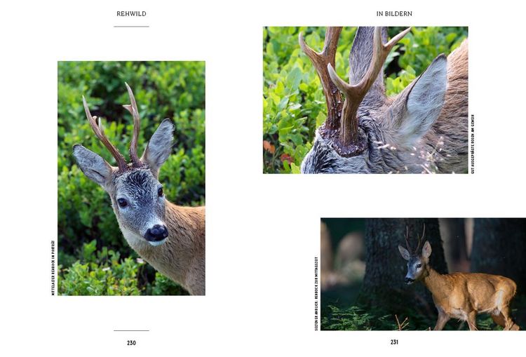 Produktbild: Unser Wild