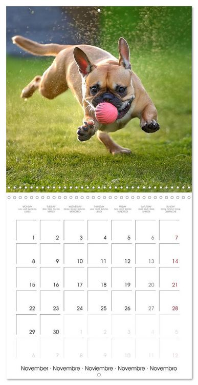 Produktbild: French Bulldogs in play frenzy (Wall Calendar 2027 12 &times; 12 Inch) CALVENDO 12 Month Wall Calendar