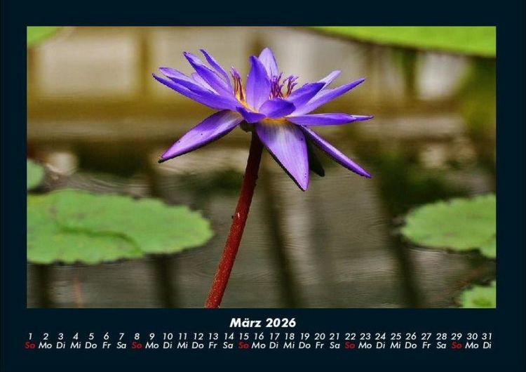Produktbild: Blumenkalender 2026 Fotokalender DIN A4