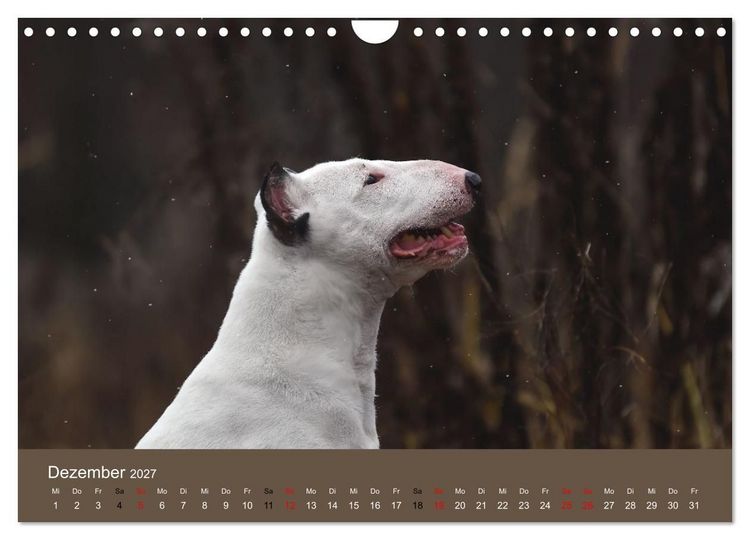 Produktbild: Bullterrier - charmante Herzensbrecher (Wandkalender 2027 DIN A4 quer), CALVENDO Monatskalender