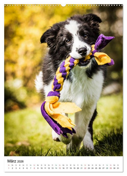 Produktbild: Border Collie Zuckerschnuten (hochwertiger Premium Wandkalender 2026 DIN A2 hoch), Kunstdruck in Hochglanz