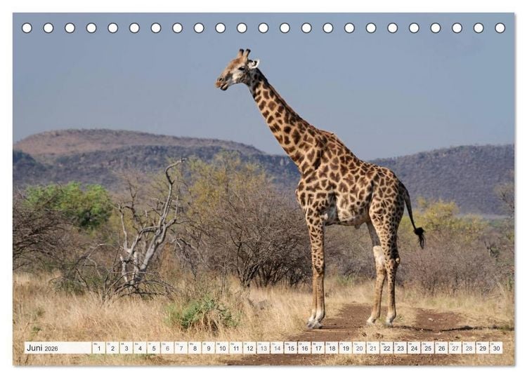 Produktbild: S&uuml;dafrika / Landschaften & Tiere / Christian Heeb (Tischkalender 2026 DIN A5 quer), CALVENDO Monatskalender
