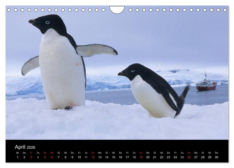Produktbild: Arktis und Antarktis (Wandkalender 2026 DIN A4 quer), CALVENDO Monatskalender