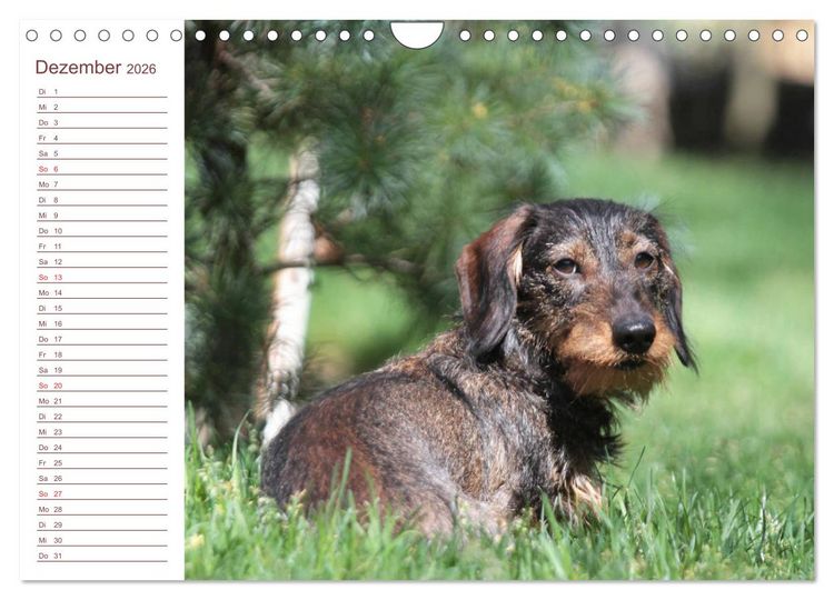 Produktbild: Familienplaner - Liebenswerte Rabauken - Rauhaardackel (Wandkalender 2026 DIN A4 quer), CALVENDO Monatskalender