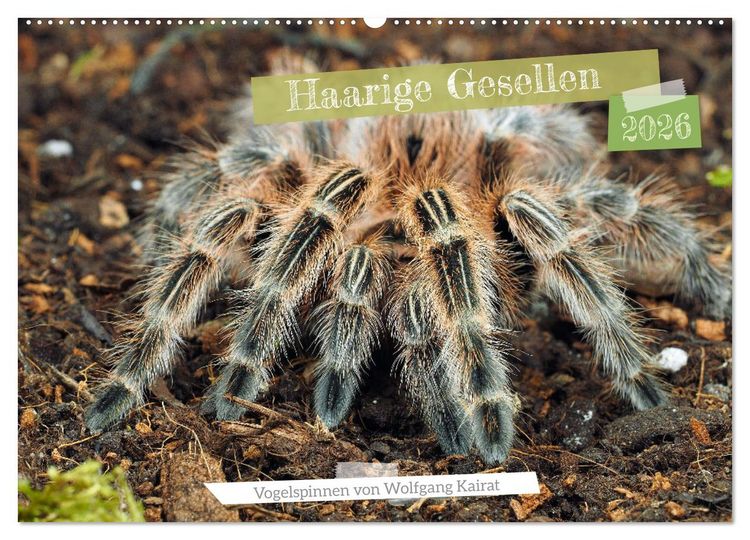 Produktbild: Haarige Gesellen (Wandkalender 2026 DIN A2 quer), CALVENDO Monatskalender