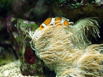 Produktbild: CALVENDO Puzzle Anemonenfisch, Clownfisch (Amphiprion) | 1000 Teile Lege-Gr&ouml;&szlig;e 64x48cm Foto-Puzzle f&uuml;r gl&uuml;ckliche Stunden